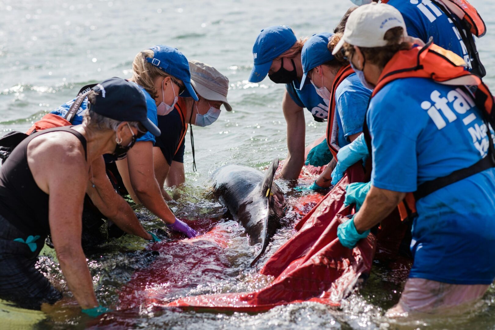 Volunteers from a non-profit organization rescuing a dolphin, captured in an emotional moment that can be turned into impactful content through video automation, a powerful tool in non-profit marketing
